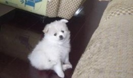 一个狗狗最新爆料图片视频,萌态百出，萌翻网友心